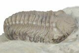 Kainops Trilobite - Black Cat Mountain, Oklahoma #362983-1